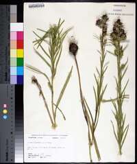 Liatris squarrosa image