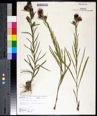 Liatris squarrosa image