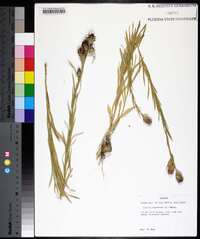 Liatris squarrosa image