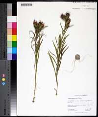 Liatris squarrosa image