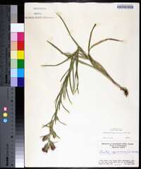 Liatris squarrosa image