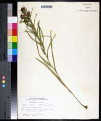 Liatris squarrosa image