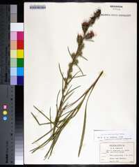 Liatris squarrosa image