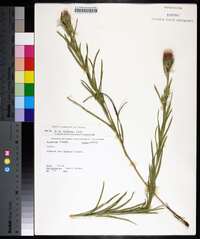 Liatris squarrosa image