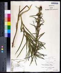 Liatris squarrosa image