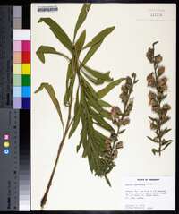 Liatris squarrulosa image