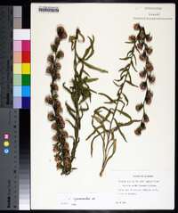 Liatris squarrulosa image