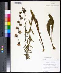 Liatris squarrulosa image