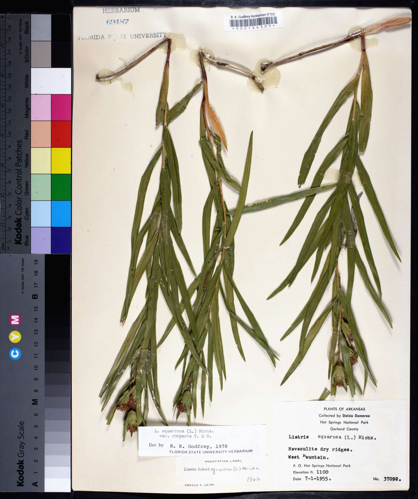 Liatris squarrosa var. compacta image