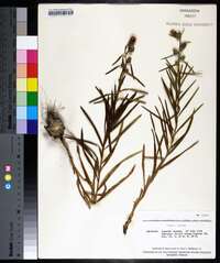 Liatris squarrosa var. hirsuta image