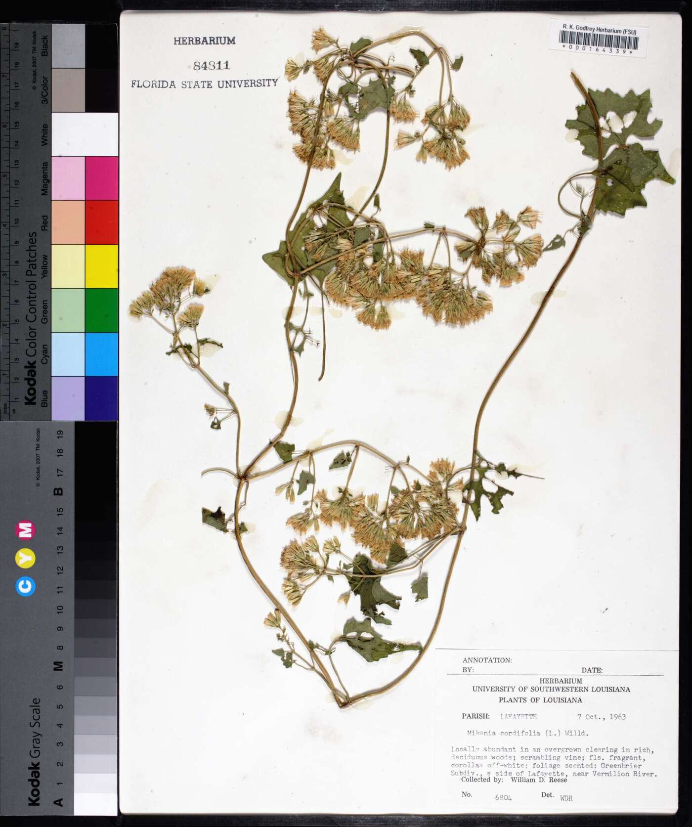 Mikania cordifolia image