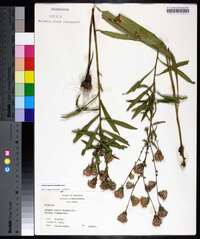 Liatris squarrulosa image