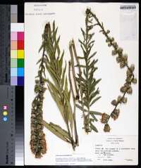 Liatris squarrulosa image