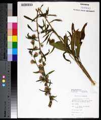 Liatris squarrulosa image