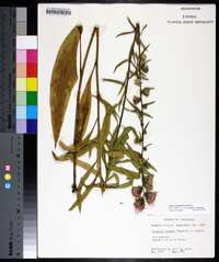 Liatris squarrulosa image