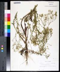 Parthenium hysterophorus image