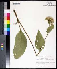 Parthenium integrifolium image