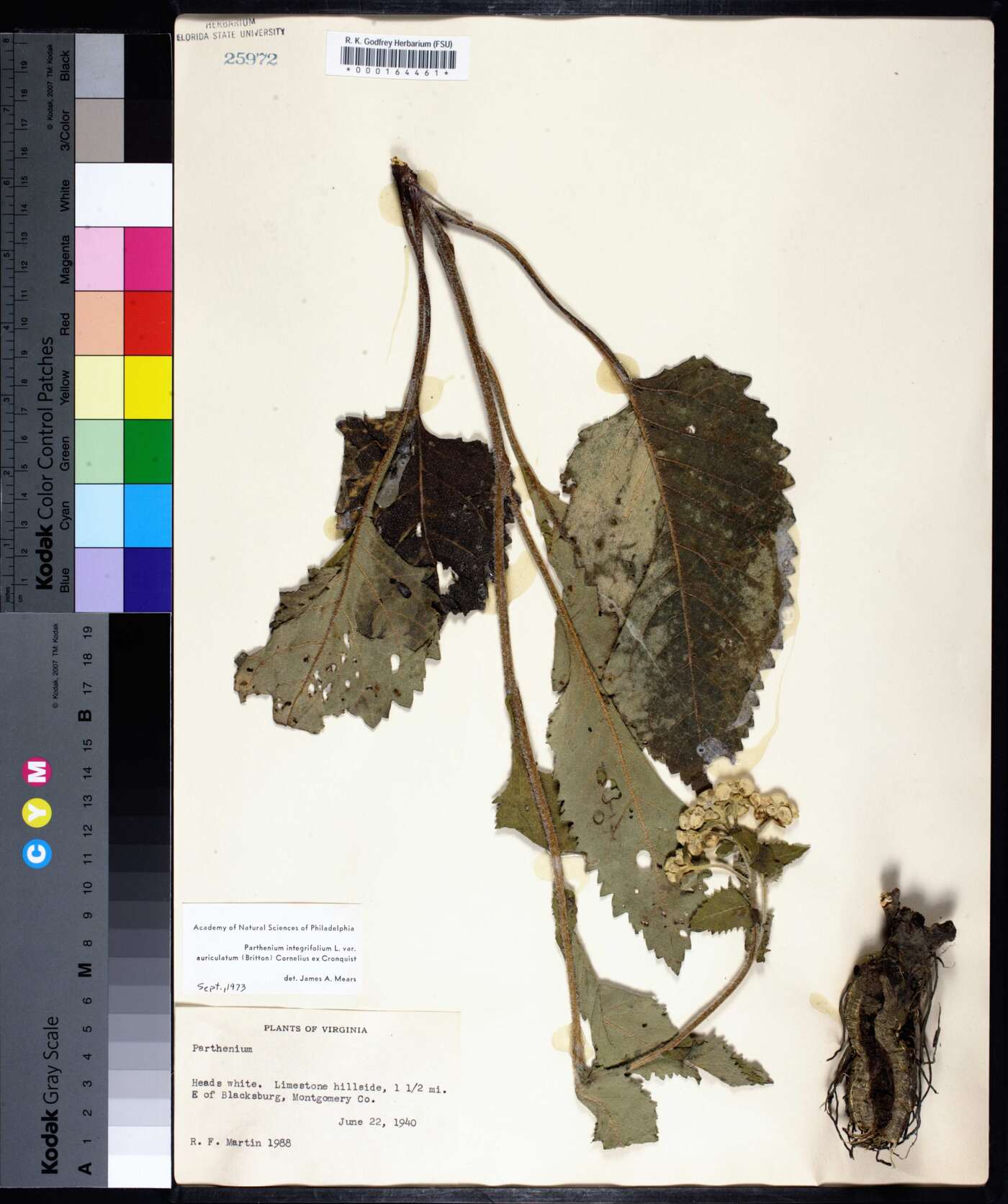 Parthenium integrifolium var. auriculatum image