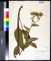 Parthenium integrifolium image