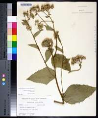 Parthenium integrifolium image