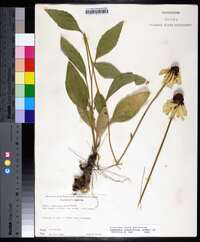 Rudbeckia grandiflora image