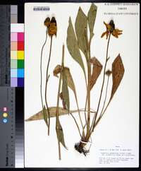 Rudbeckia grandiflora image