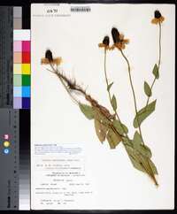 Rudbeckia amplexicaulis image