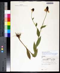 Rudbeckia amplexicaulis image