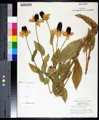 Rudbeckia amplexicaulis image