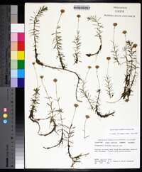 Sclerolepis uniflora image