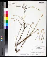 Sclerolepis uniflora image