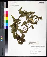 Silphium radula image