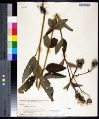 Silphium asteriscus var. asteriscus image