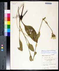 Silphium asteriscus var. simpsonii image