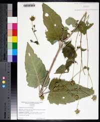 Silphium brachiatum image