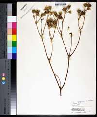 Silphium compositum image