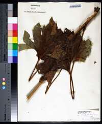 Silphium compositum image