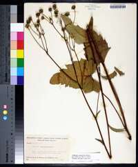 Silphium compositum subsp. reniforme image