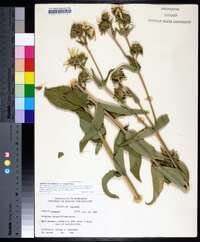 Silphium integrifolium var. integrifolium image