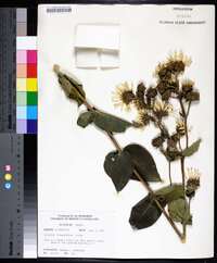 Silphium integrifolium image