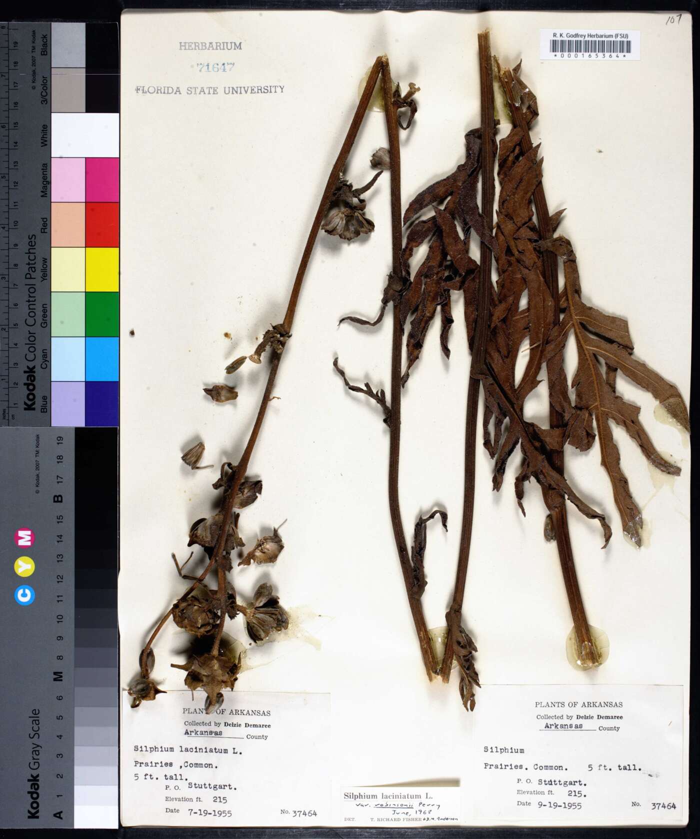 Silphium laciniatum var. robinsonii image