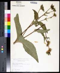 Silphium perfoliatum image