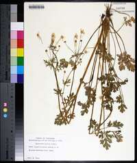 Ranunculus sardous image