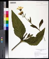 Silphium perfoliatum image