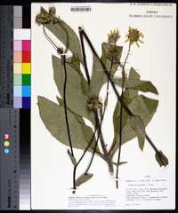 Silphium radula image