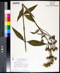 Silphium asteriscus var. trifoliatum image