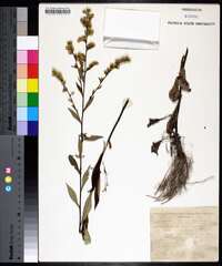 Solidago arguta subsp. boottii image