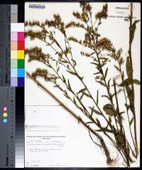 Solidago arguta subsp. boottii image