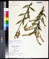 Solidago arguta subsp. boottii image