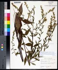 Solidago arguta subsp. boottii image